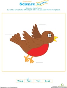 Test Your Bird Knowledge