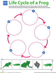 Life Science Learning: Life Cycle of a Frog