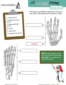 Learn the Bone Zone: Hands and Feet