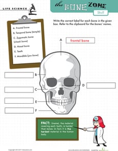 Learn the Bone Zone: Skull