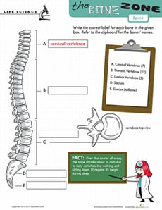 Learn the Bone Zone: Spine