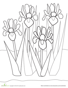 Iris Coloring Page