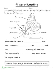 All About Butterflies