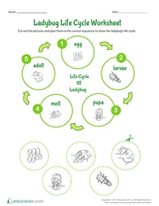 Ladybug Life Cycle