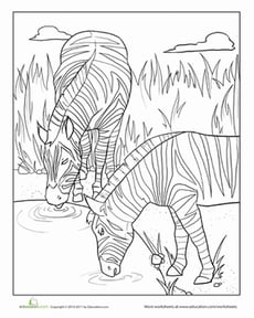 Zebras Drinking Coloring Page