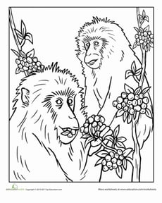 Snow Monkey Coloring Page