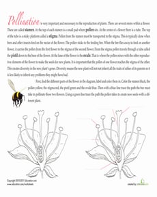 Read Up On Pollination
