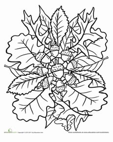 Oak Tree Coloring Page: Mandala