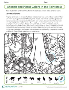 Rainforest Animals and Plants Galore