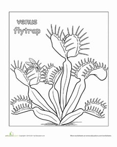Color the Venus Flytrap!