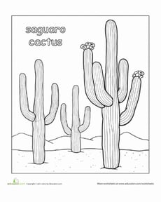 Color the Saguaro Cactus