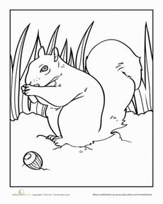 Squirrel Coloring Page