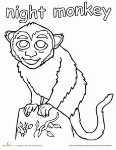 Night Monkey