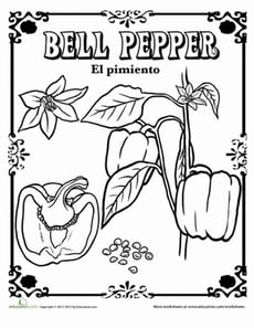 Bell Pepper in Spanish