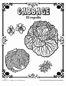 Cabbage in Spanish
