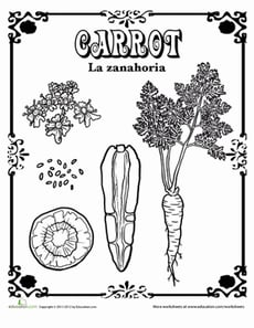 Carrot in Spanish