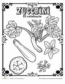Zucchini in Spanish