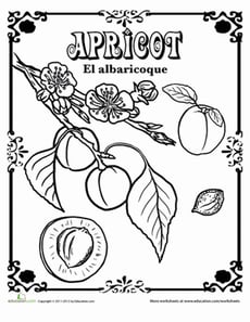 Apricot in Spanish