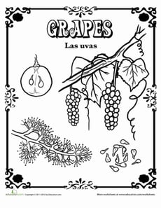 Grapes in Spanish