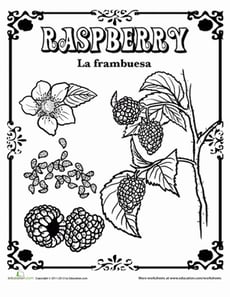 Raspberry in Spanish