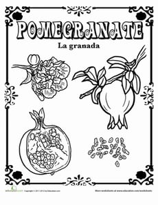 Pomegranate in Spanish