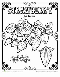 Strawberry in Spanish