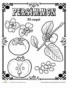 Persimmon in Spanish