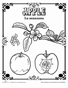 Apple Coloring Page