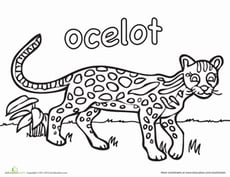 Ocelot Coloring Page