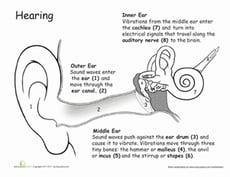 How the Ears Work: Awesome Anatomy