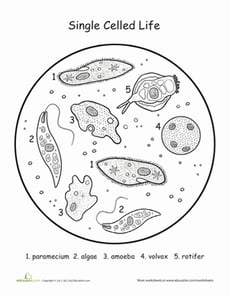 Single-Cell Organisms: Life Science Coloring 
