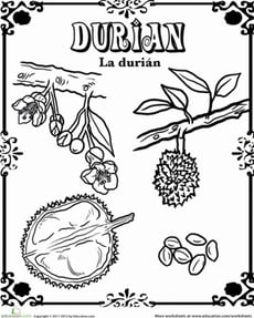 Durian in Spanish!