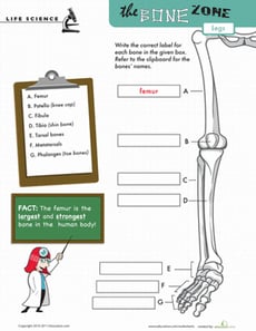 Learn the Bone Zone: Legs