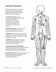 Inside-Out Anatomy: The Immune System