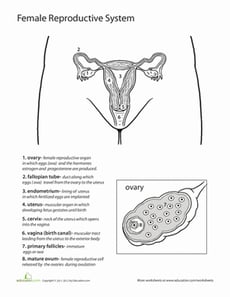Inside-Out Anatomy: The Reproductive System