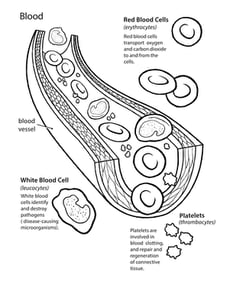 Basic Human Anatomy: Blood