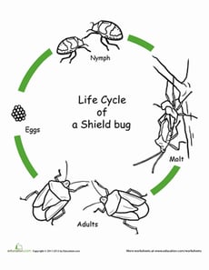 Color the Life Cycle: Shield Bug