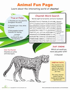Run with the Cheetahs