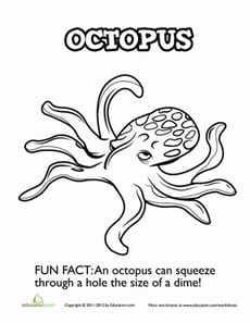 Oceanic Octopus
