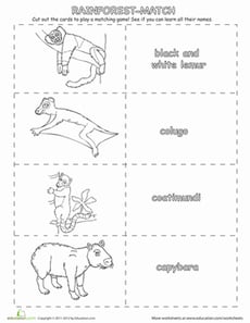 Rainforest Matching Game