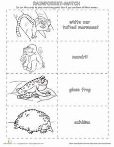 Rainforest Memory Game