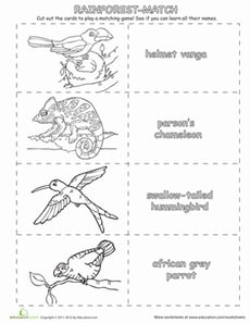 Rainforest Animals Matching Game