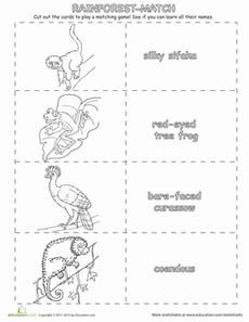 Match the Rainforest Animals