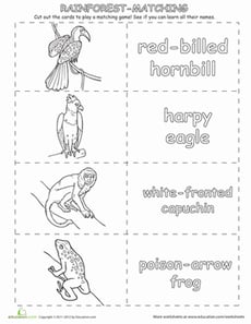 Matching Rainforest Animals