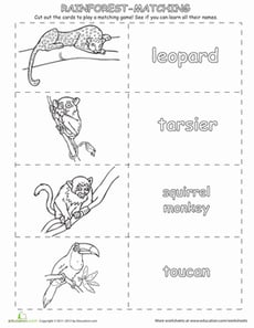Learn the Rainforest Animals