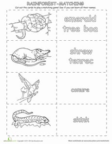Rainforest Animals Memory Cards