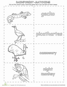 Match and Memorize Rainforest Animals