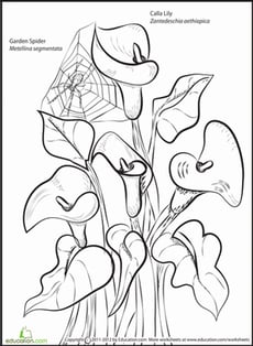 Flower and Insect: Calla Lilly, Spider