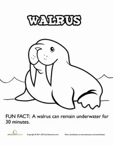 Walrus Fun Fact Coloring Page