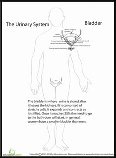 Human Anatomy: Bladder